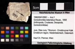 Foto (Objket + Etiketten) von Goniodromites bidentatus (Reuss, 1858) 